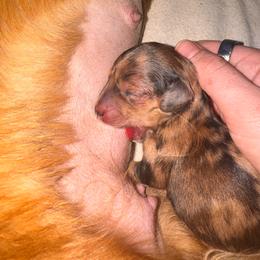 Beanie Baby - Dapple female Dachshund puppy in Kingman, Arizona from Diddle Bros Dachshunds