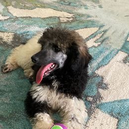 Ivy - Poodle