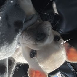 French Bulldog Puppies from Heartfelt Kennels