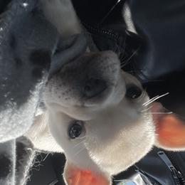 French Bulldog Puppies from Heartfelt Kennels