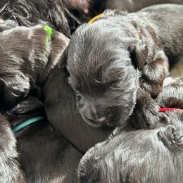 Giant Schnauzer Puppies from Wessels Schnauzers