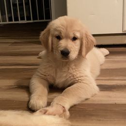 Golden Retriever Puppies from Clew Bay Golden Retrievers