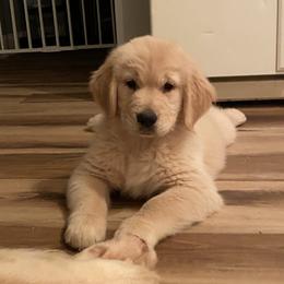 Golden Retriever Puppies from Clew Bay Golden Retrievers