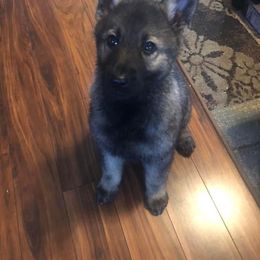 German Shepherd Puppies from Alte Schule Shepherds