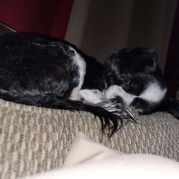 Piper - Shihpoo