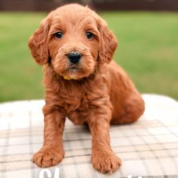 Shaggy - Red  male Goldendoodle puppy in Hartwell, Georgia from BellaDoodles