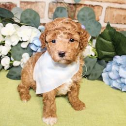 Rowan - Red  male Poodle puppy in Hugo, Oklahoma from Ann R.