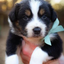 Joy - Black tri-color female Australian Shepherd puppy in Georgetown, Texas from River Reign Australian Shepherds
