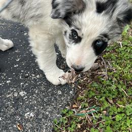 Border Collie Puppies from Roaring River Border Collies