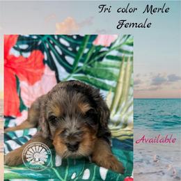 Jamaica - Merle female Bernedoodle puppy in Godwin, North Carolina from Farm Sweet Farm Doodles