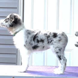 Hibiscus - White and blue merle female Border Collie puppy in Summerville, South Carolina from MeadowView