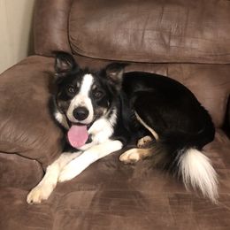 Jack - Border Collie