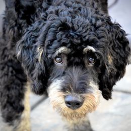 Bernedoodle All Grown Up from Sweetheart Doodles
