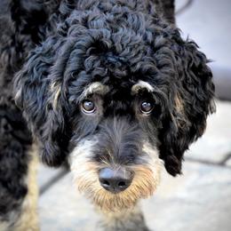Bernedoodle All Grown Up from Sweetheart Doodles