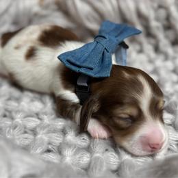 Jose' - Piebald male Dachshund puppy in Fayetteville, West Virginia from Loop Creek Dachshunds