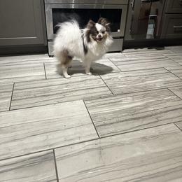 Twix - Pomeranian