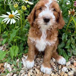 Goldendoodle Puppies from Halo Doodles