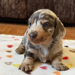 Sugar cookie - Dapple male Dachshund puppy in New Mexico from Long Dog Ranch