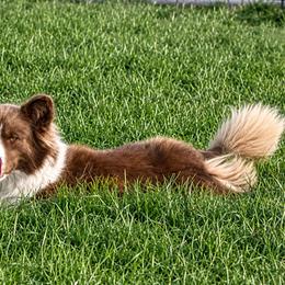 Lori Darlin - Liver and white female Cardigan Welsh Corgi puppy in Kerens, West Virginia from Leather & Lace