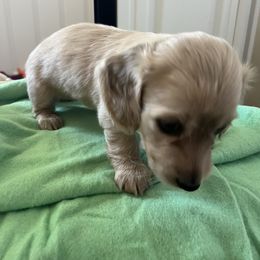 Dachshund Puppies from Honey Creek Dachshunds