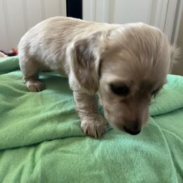 Dachshund Puppies from Honey Creek Dachshunds