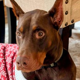 Doberman Pinschers from Tycho's Dobermans