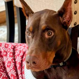 Doberman Pinschers from Tycho's Dobermans