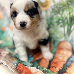 Royal (with tail) - Blue merle male Miniature American Shepherd puppy in Olympia, Washington from Shamayim Shepherds