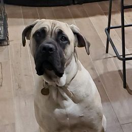 Remi - Cane Corso