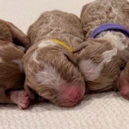 Yellow - f - Red  female Goldendoodle puppy in Ruthorfordton, North Carolina from Duncan Doodles Goldendoodles