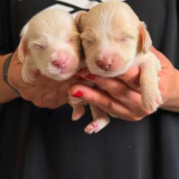 Snow - Cream male Dachshund puppy in Calexico, California from The house of Dachshund