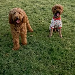 Goldendoodles from Mahogany Doodles
