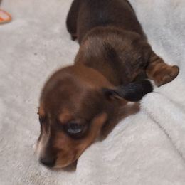 Girl one - Red female Dachshund puppy in Liberty, North Carolina from Heavenly Doxies