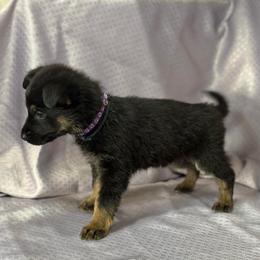 Rixa - Purple Collar - Black and tan female German Shepherd puppy in Greenwood, Arkansas from West Haus Shepherds