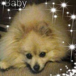 Pomeranians from Brenda Cissney