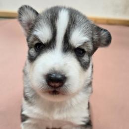 Gaston - Black and white male Siberian Husky puppy in Auburn, Washington from Black Diamond Siberian Huskies