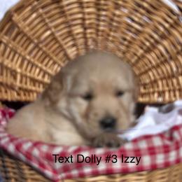 3 Izzy - Golden female Golden Retriever puppy in Kuna, Idaho from Golden Kisses Golden Retrievers