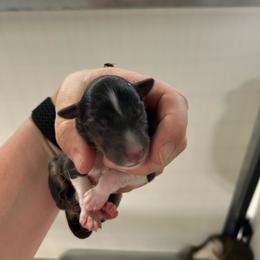 Teal - Black white and tan female Shetland Sheepdog puppy in Fontanelle, Iowa from Jensen Farms Shelties