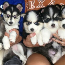 Pomskies from Shoreline Pomskies