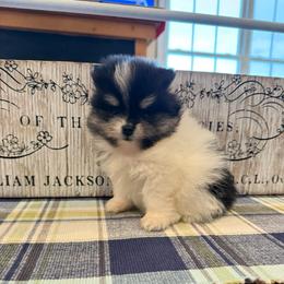 Willow - Black and tan parti female Pomeranian puppy in Success, Missouri from Sweet Success