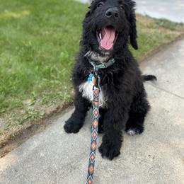 Bernedoodle Puppies from Doggy Darlins