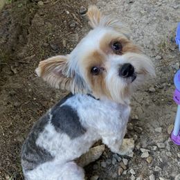 Yorkshire Terriers from ASA Yorkies