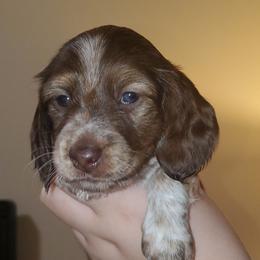 Winston (Orange collar) - Piebald male Dachshund puppy in Mobile, Alabama from Ruff Patch Doxie Den