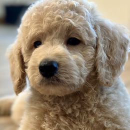 Boy 3 - Cream Goldendoodle puppy in Blanchard, Oklahoma from I Dream of Doodles