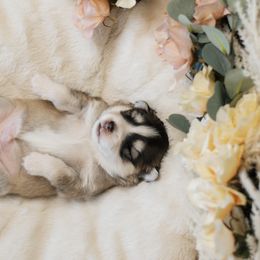 Pomsky Puppies from Hill Tribe Pomskies