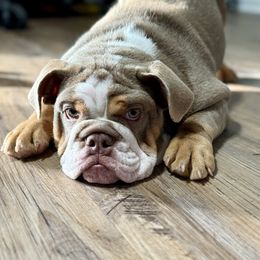 Bulldog Puppies from Reyes Bulldogs of North Georgia