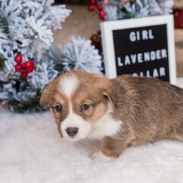 Cardigan Welsh Corgi and Pembroke Welsh Corgi Puppies from Corgi 4 Christ