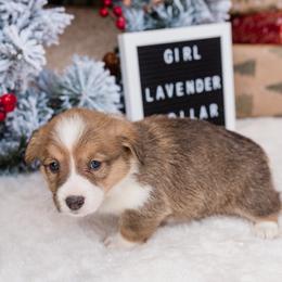 Cardigan Welsh Corgi and Pembroke Welsh Corgi Puppies from Corgi 4 Christ