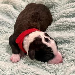 Bones - Brown and white male Bernedoodle puppy in Springville, Utah from Oodles of Bernedoodles