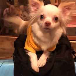 Karmi - Chihuahua